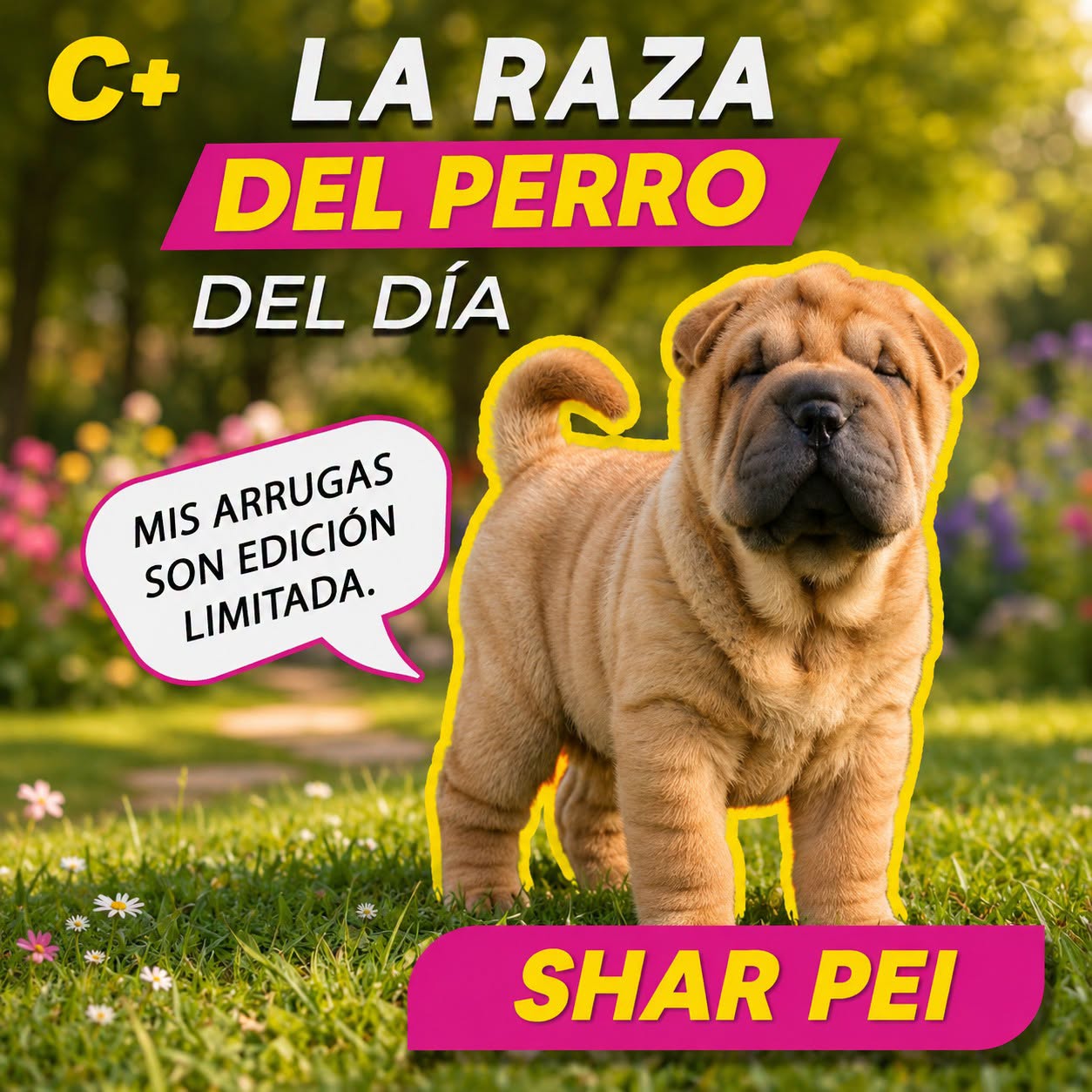 El #SharPei es famoso por sus arruguitas, pero cuando es cachorro parece que trae piel extra para crecer después. Lo curioso es que esas arrugas no solo lo hacen adorable: también le dan una apariencia única, como de perrito en modo acordeón.