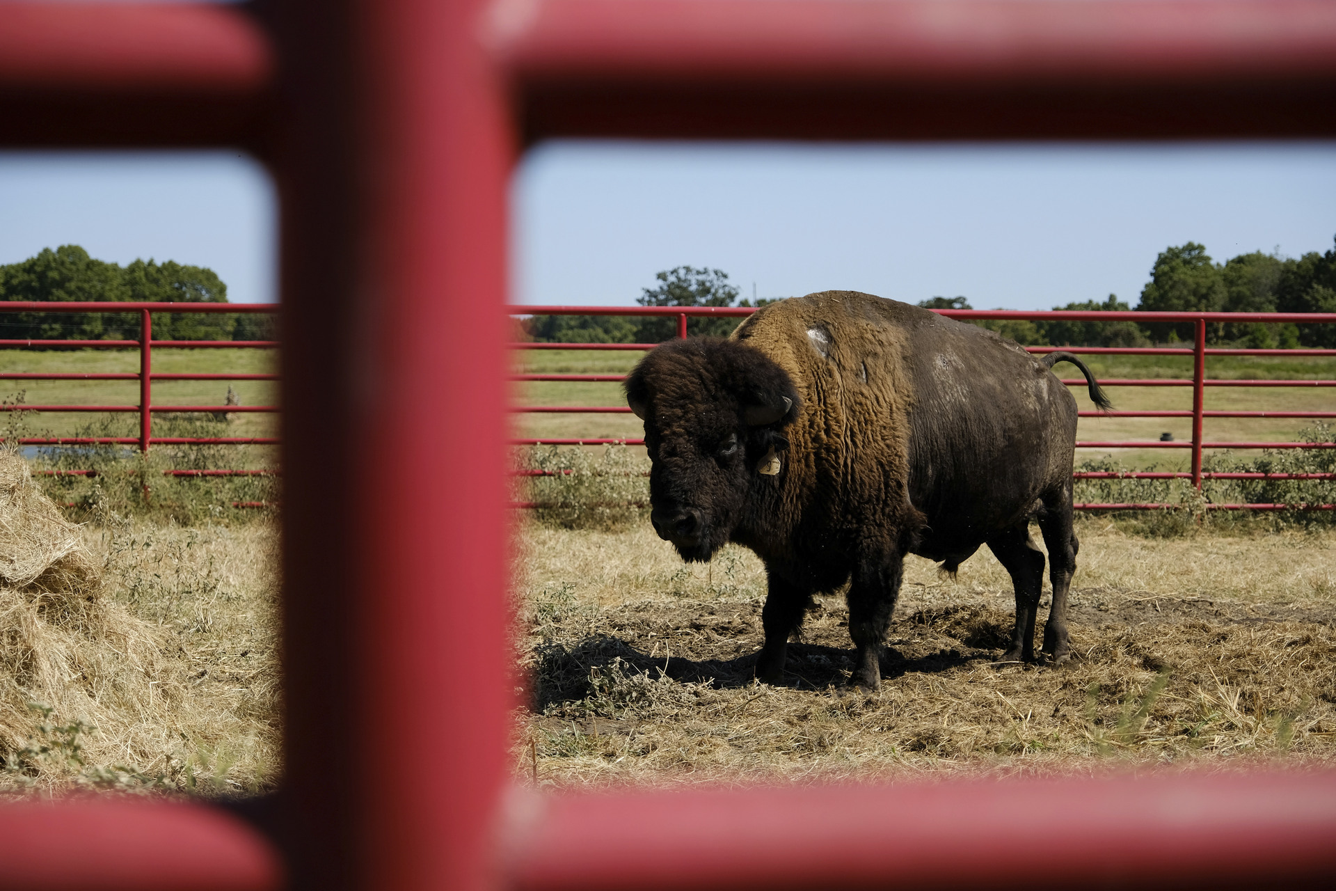 Bisonte, motor para el ecosistema en Cuatro Ciénegas