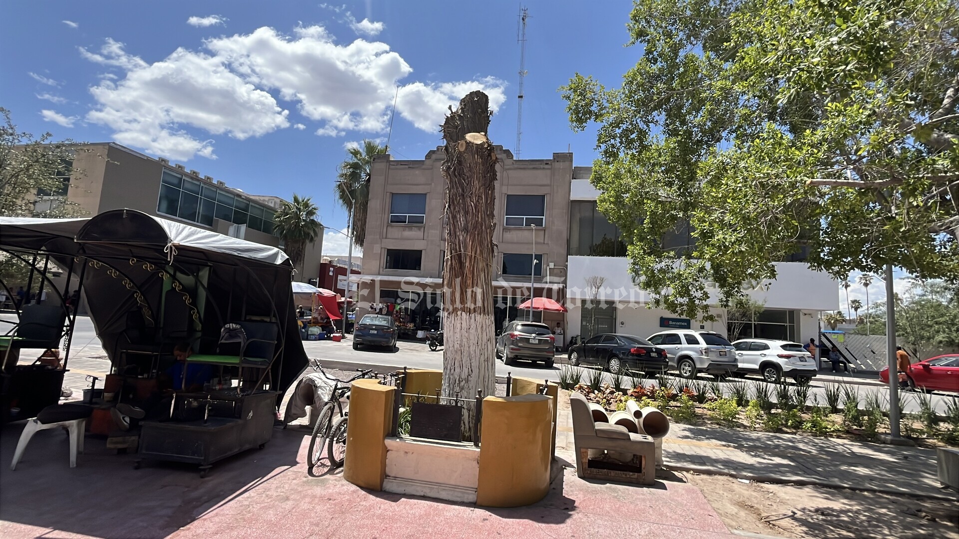 Inicia Torreón remediación tras deceso de sabino centenario en Plaza de Armas