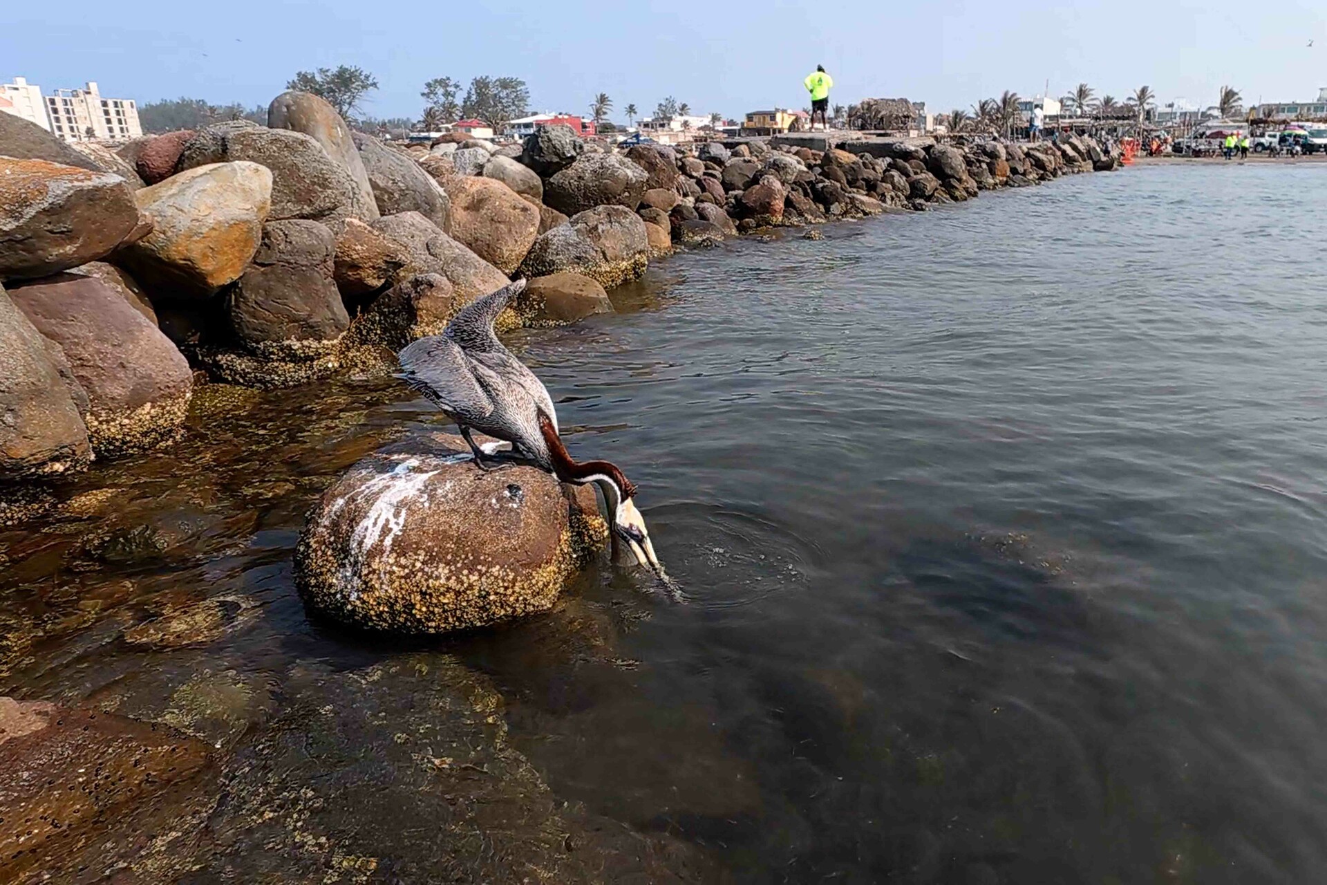 Observatorio detecta otro derrame de petróleo frente a Campeche