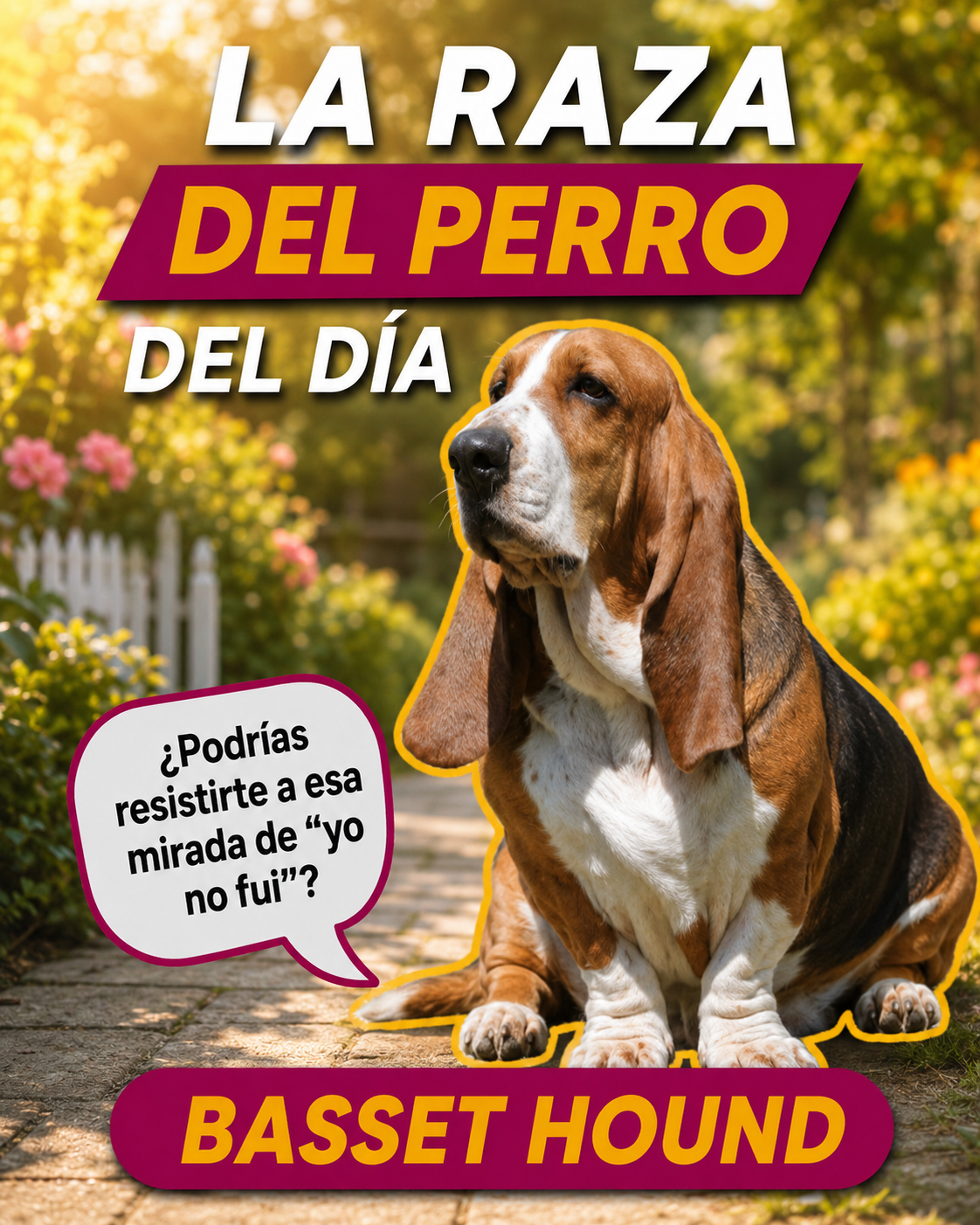 El #BassetHound tiene unas de las orejas más largas del mundo canino y un olfato extraordinario.  Sus orejas ayudan a llevar los aromas hacia su nariz mientras sigue un rastro cerca del suelo.